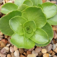 Phedimus (Sedum) obtusifolius